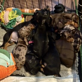 Dachshund (Standard &amp; Miniature) - Both