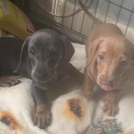 Dachshund (Standard &amp; Miniature) - Both