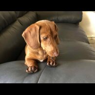 Dachshund (Standard &amp; Miniature) - Both