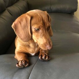 Dachshund (Standard &amp; Miniature) - Both