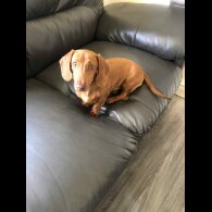 Dachshund (Standard &amp; Miniature) - Both