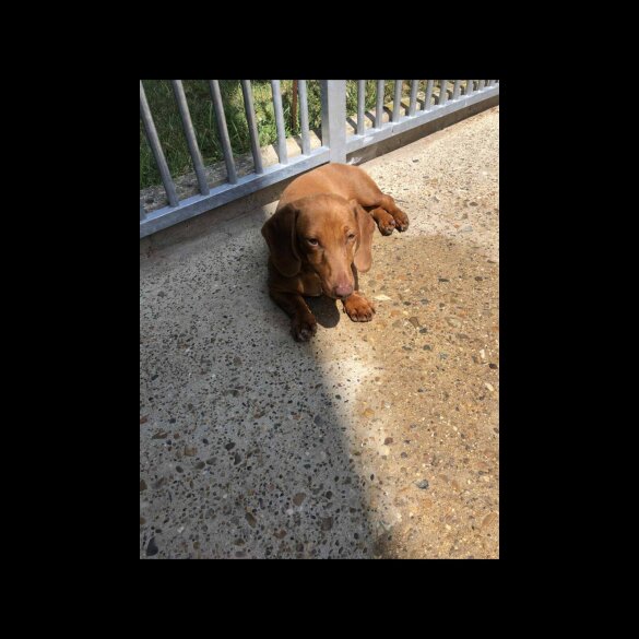 Dachshund (Standard &amp; Miniature) - Both
