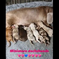 Dachshund (Standard &amp; Miniature) - Both