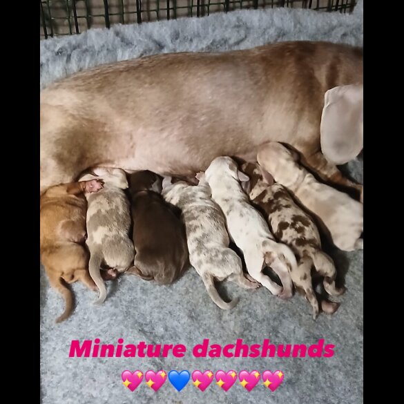 Dachshund (Standard &amp; Miniature) - Both