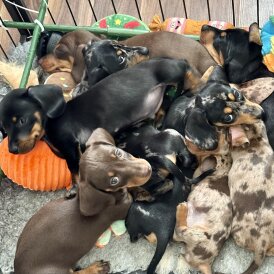 Dachshund (Standard &amp; Miniature) - Both