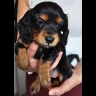 Dachshund (Standard &amp; Miniature) - Both