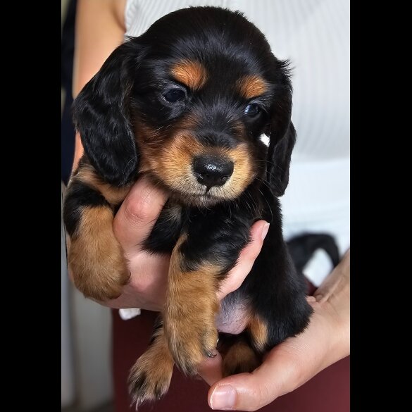 Dachshund (Standard &amp; Miniature) - Both