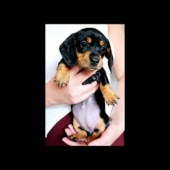 Dachshund (Standard &amp; Miniature) - Both