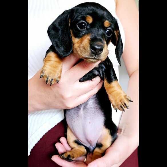 Dachshund (Standard &amp; Miniature) - Both