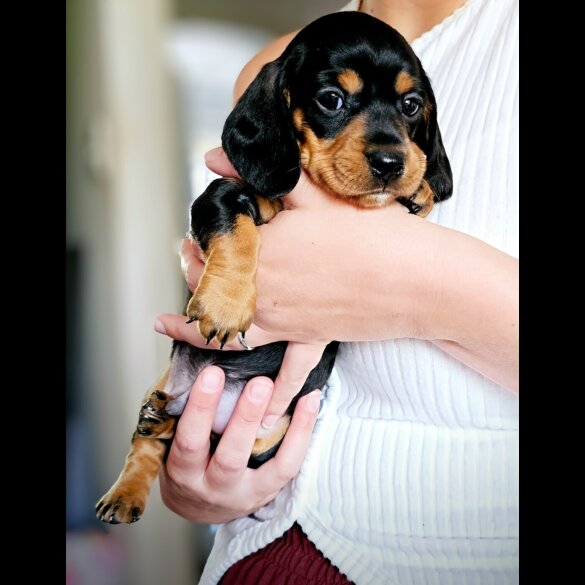 Dachshund (Standard &amp; Miniature) - Both