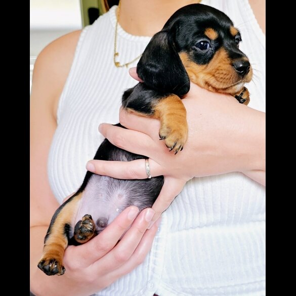 Dachshund (Standard &amp; Miniature) - Both