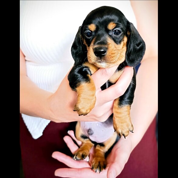Dachshund (Standard &amp; Miniature) - Both