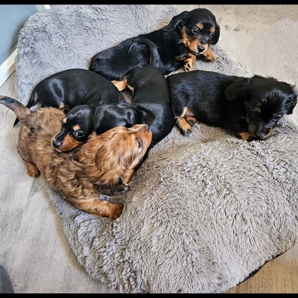 Dachshund (Standard &amp; Miniature) - Both