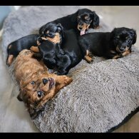 Dachshund (Standard &amp; Miniature) - Both