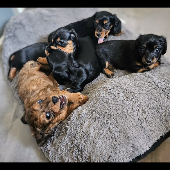 Dachshund (Standard &amp; Miniature) - Both
