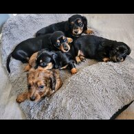 Dachshund (Standard &amp; Miniature) - Both