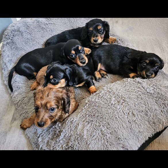Dachshund (Standard &amp; Miniature) - Both