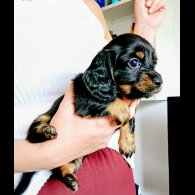 Dachshund (Standard &amp; Miniature) - Both