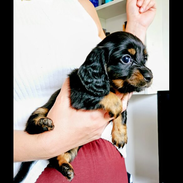 Dachshund (Standard &amp; Miniature) - Both