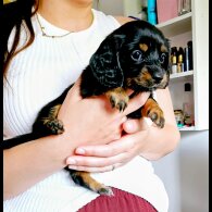 Dachshund (Standard &amp; Miniature) - Both