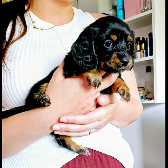 Dachshund (Standard &amp; Miniature) - Both