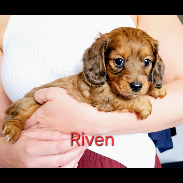 Dachshund (Standard &amp; Miniature) - Both