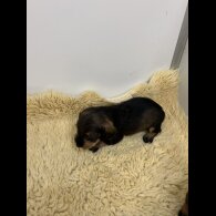 Dachshund (Standard &amp; Miniature) - Both