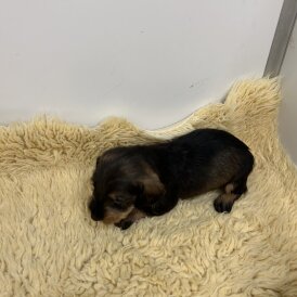 Dachshund (Standard &amp; Miniature) - Both