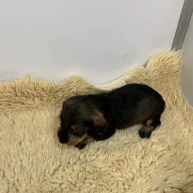 Dachshund (Standard &amp; Miniature) - Both
