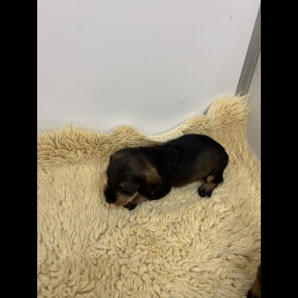 Dachshund (Standard &amp; Miniature) - Both