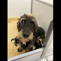 Dachshund (Standard &amp; Miniature) - Both