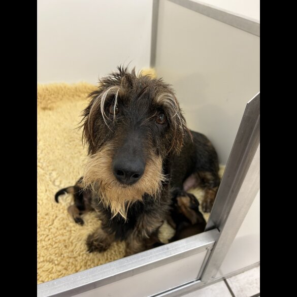Dachshund (Standard &amp; Miniature) - Both