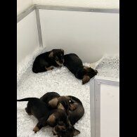 Dachshund (Standard &amp; Miniature) - Both