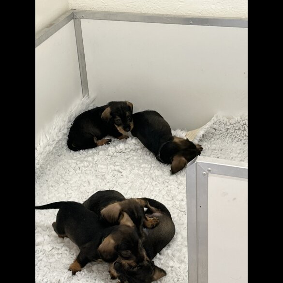 Dachshund (Standard &amp; Miniature) - Both