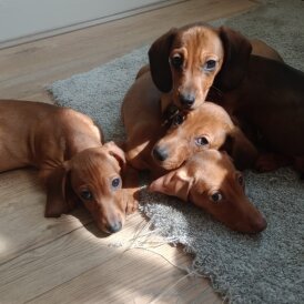 Dachshund (Standard &amp; Miniature) - Both