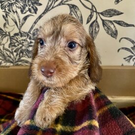 Dachshund (Standard &amp; Miniature) - Dogs