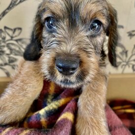 Dachshund (Standard &amp; Miniature) - Dogs