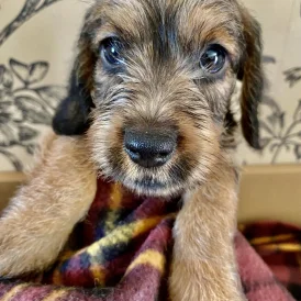 Dachshund (Standard &amp; Miniature) - Dogs