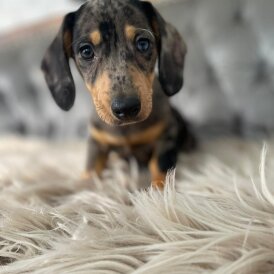Dachshund (Standard &amp; Miniature) - Both