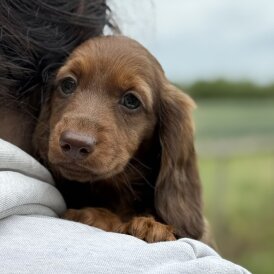 Dachshund (Standard &amp; Miniature) - Both