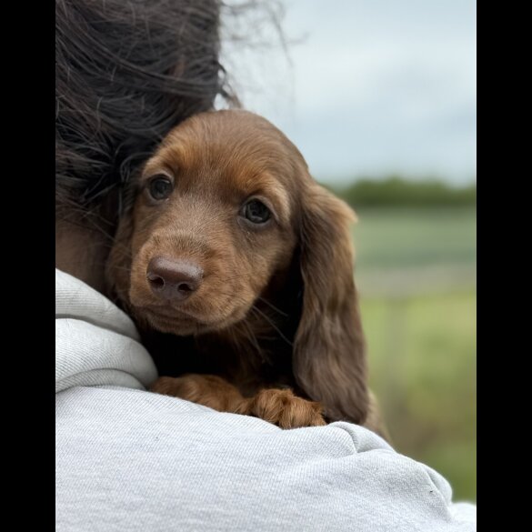 Dachshund (Standard &amp; Miniature) - Both