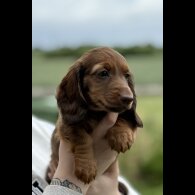Dachshund (Standard &amp; Miniature) - Both