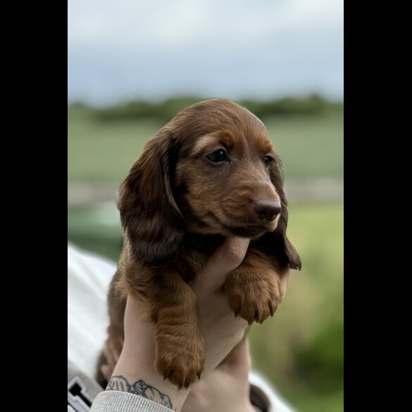 Dachshund (Standard &amp; Miniature) - Both