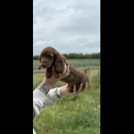 Dachshund (Standard &amp; Miniature) - Both
