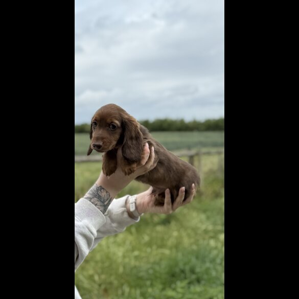 Dachshund (Standard &amp; Miniature) - Both