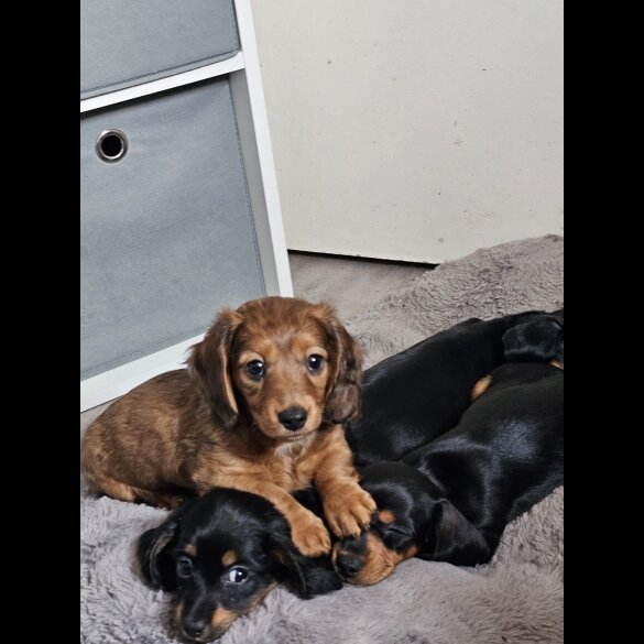 Dachshund (Standard &amp; Miniature) - Both