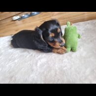 Dachshund (Standard &amp; Miniature) - Both
