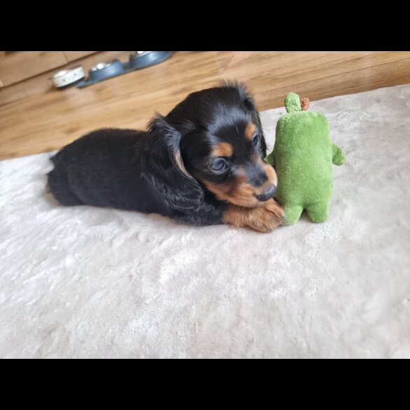 Dachshund (Standard &amp; Miniature) - Both