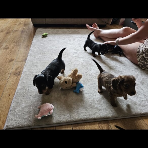 Dachshund (Standard &amp; Miniature) - Both