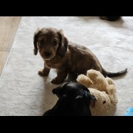 Dachshund (Standard &amp; Miniature) - Both